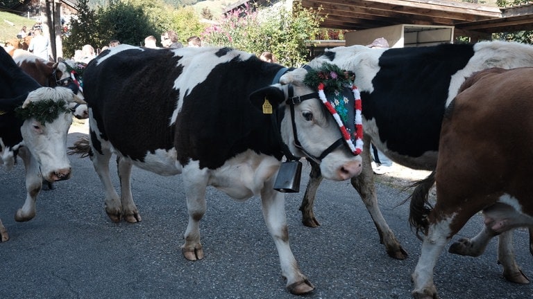 Insgesamt 63 Tiere von 14 Höfen verbrachten den Sommer auf der sogenannten Brandenweide im Ortsteil Spielweg.