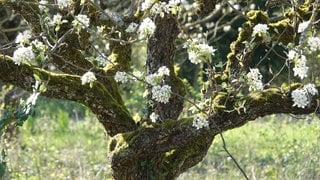 Kirschbaum auf dem geplanten Neubaugebiet "Supperten II" in Ettenheim