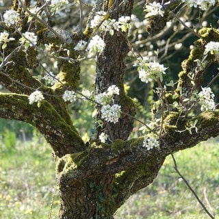 Kirschbaum auf dem geplanten Neubaugebiet "Supperten II" in Ettenheim