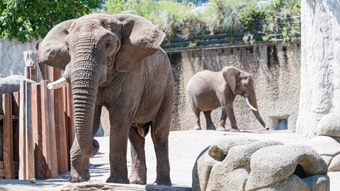 2023 mußte im Basler Zoo der erkrankte Elefantenbulle "Tusker" eingeschläfert werden.