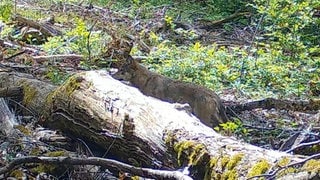 Eine Wildtierkamera hat erstmals Aufnahmen von einem Wolf in Lörrach gemacht.