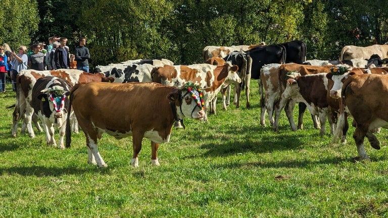 Vor der Rückkehr ins Tal werden die Kühe geschmückt und zusammengetrieben.