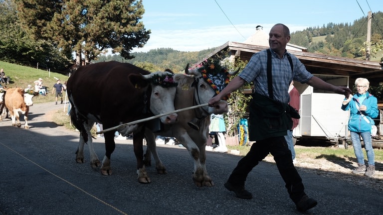 Mit Stöcken lotsen die Landwirte ihre Kühe gen Tal.