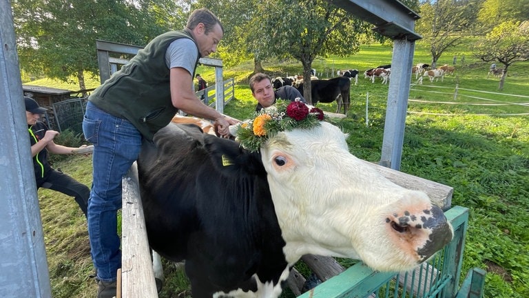  Im Tal werden die Kühe in Anhänger verladen und zu ihren Höfen transportiert. 