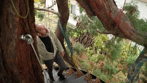 Irgendwann kam Uwe Vogel der Gedanke und er ließ ihn nicht mehr los: ein Baumhaus im Mammutbaum.