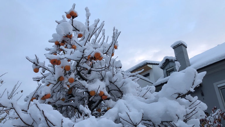 Exotische Früchte im Schnee - verschneite, orangefarbene Kakis in einem Garten.