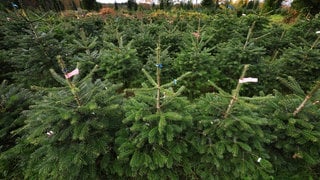 Nordmanntannen auf einer Plantage. Sie sind besonders beliebt als Weihnachtsbaum. Wer eine kaufen oder schlagen will, sollte einige Tipps berücksichtigen.