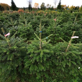 Nordmanntannen auf einer Plantage. Sie sind besonders beliebt als Weihnachtsbaum. Wer eine kaufen oder schlagen will, sollte einige Tipps berücksichtigen.