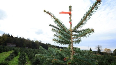 Man sieht eine Nordmanntanne imVordergrund und eine Plantage im Hintergrund