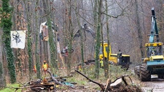 Baumfällarbeiten im Freiburger Langmattenwäldchen