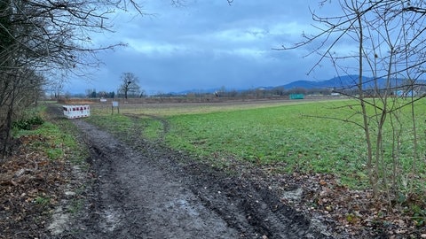 Im Freiburger Langmattenwäldchen gehen die Rodungen für den neuen Stadtteil Dietenbach weiter