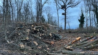 Im Freiburger Langmattenwäldchen gehen die Rodungen für den neuen Stadtteil Dietenbach weiter