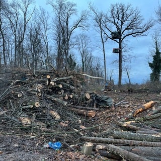 Im Freiburger Langmattenwäldchen gehen die Rodungen für den neuen Stadtteil Dietenbach weiter