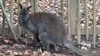 Boxer, das einzig verbliebene Känguru im Schwarzwaldzoo Waldkirch, in seinem Gehege