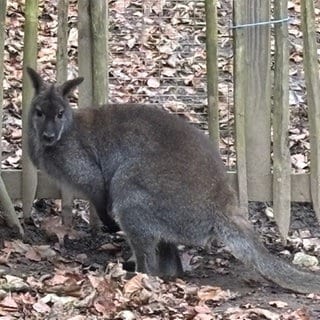 Boxer, das einzig verbliebene Känguru im Schwarzwaldzoo Waldkirch, in seinem Gehege