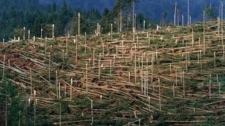 Der Orkan hat im Schwarzwald große Schäden hinterlassen.