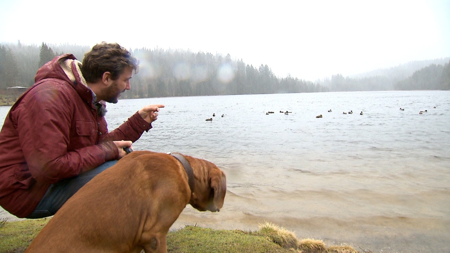 Hund und Mann schauen auf einen See mit Enten, dahinter liegt im Nebel der Schwarzwald