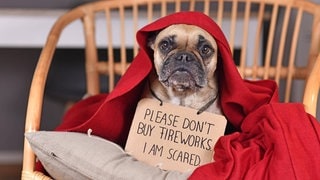 Hund mit Schild: Bitte kein Feuerwerk kaufen. Ich habe Angst. Er versteckt sich unter einer roten Decke. 