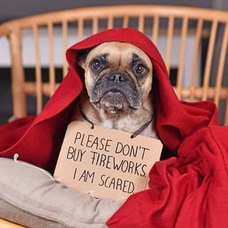 Hund mit Schild: Bitte kein Feuerwerk kaufen. Ich habe Angst. Er versteckt sich unter einer roten Decke. 