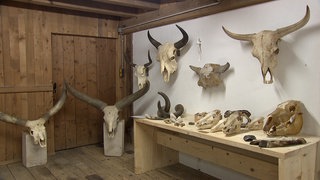 Die neu eingerichtete Knochenkammer im Tiergehege Mundenhof, Freiburg