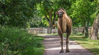 Kamel Oktai noch putzmunter: Hier ist der Riese im August 2024 auf dem Gelände des Mundenhofs zu sehen. 