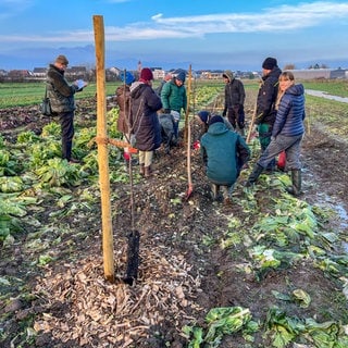 Mehrere Baumreihen in Nord-Süd-Ausrichtung sollen bestimmten Gemüsepflanzen Schatten spenden und den Wind ausbremsen. So ist der Acker besser für Dürreperioden gewappnet.