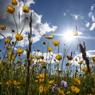 Landschaftsaufnahme, untersichtige Aufnahme einer Wildblumenwiese, Froschperspektive, blauer Himmel mit vereinzelten Wolken