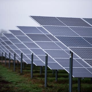 Solarmodule eines Solarparks stehen auf einer Wiese 