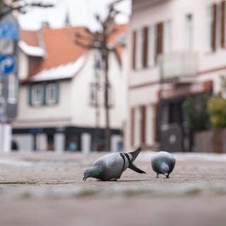 Tauben-Füttern in der Innenstadt verboten