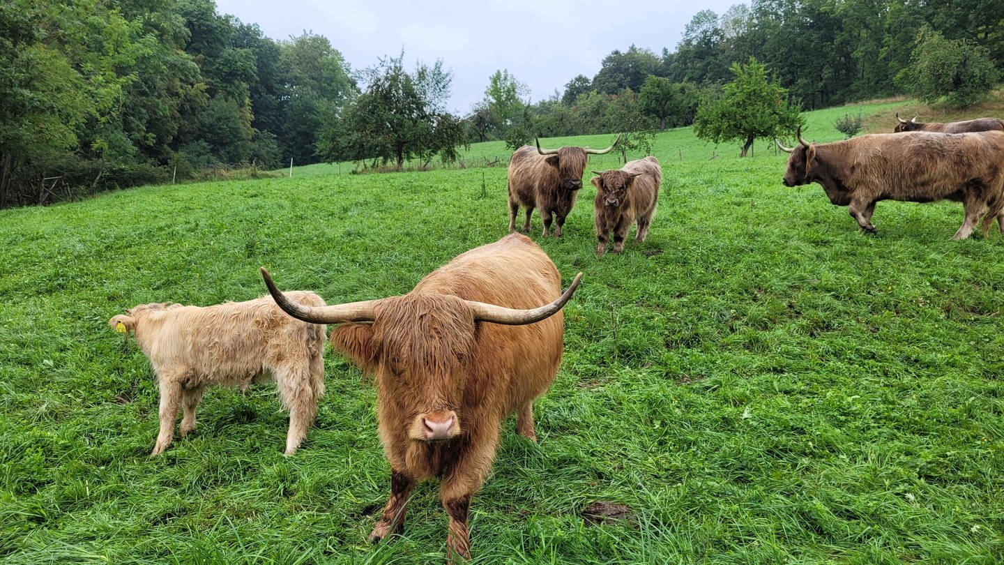 Landwirt Pliezhausen leiht schottische Hochlandrinder an Forstbezirk