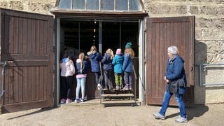 Im Frühling können sich Besucher auf dem Landesgestüt Marbach die kleinen Fohlen ansehen. Die Pferde sind beliebt.