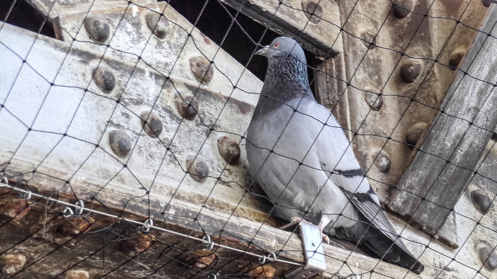 Tierschützer in Reutlingen empört über Tauben-Umsiedlung