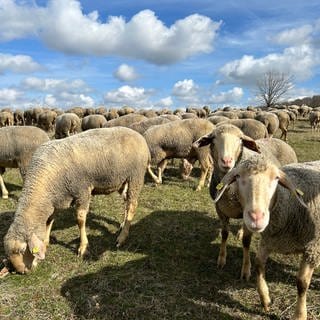 Schafe auf dem Truppenübungsplatz in Münsingen