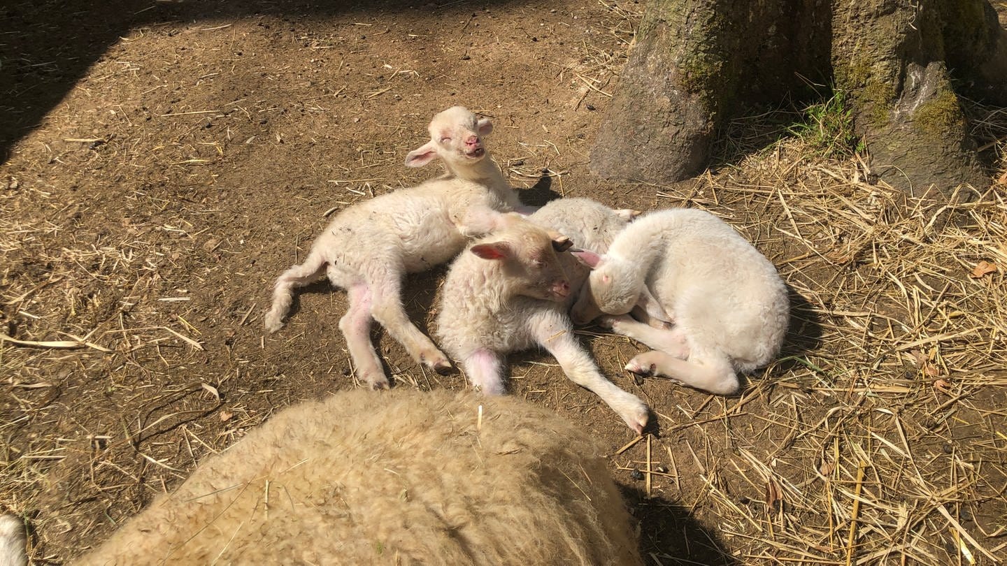 Die kleinen Lämmchen auf dem Campus Galli dösen in der Sonne