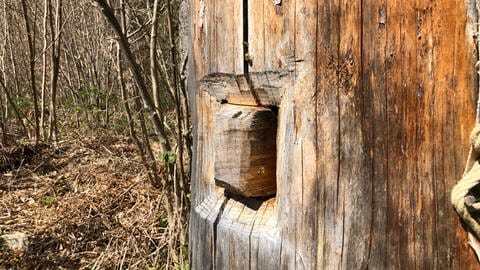 Die "friedlichen"Honigbienen auf dem Campus Galli schwirren schon eifrig herum