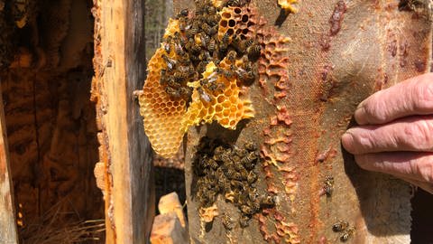 Honigbienen und Waben auf dem Campus Galli