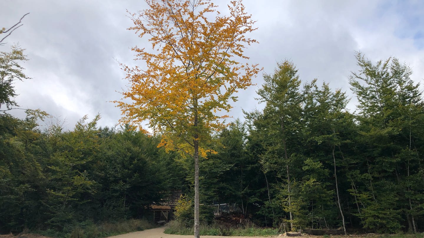 Langsam verfärben sich die Blätter beim Baum an der Klosterscheune auf dem Campus Galli
