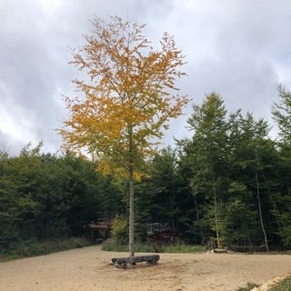 Langsam verfärben sich die Blätter beim Baum an der Klosterscheune auf dem Campus Galli