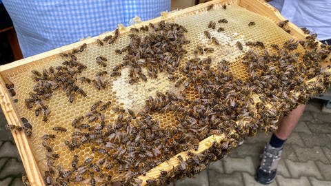 Die Bienen im Westen der Pfalz leiden unter Hitze und Trockenheit.