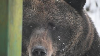 Eine der geretteten Bärinnen aus Litauen im Bärenpark Bad Rippoldsau-Schapbach  