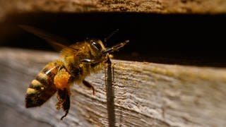 Eine Kärntner Biene (Apis mellifera carnica) fliegt mit gesammelten Pollen in ihren Bienenstock.