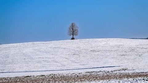 Eine verschneite Wiese mit Baum auf der Schwäbischen Alb in der Nähe von Schloss Lichtenstein.