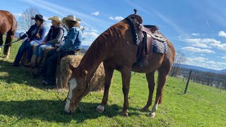 Westernpferd auf Weide