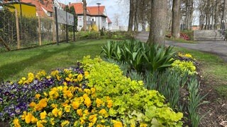 Erste Frühjahrsblüher wurden auf dem Gartenschaugelände entlang der Eyach gepflanzt.