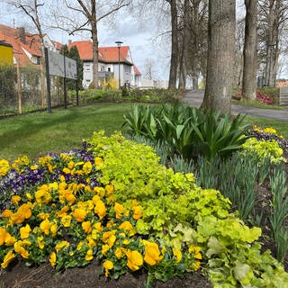 Erste Frühjahrsblüher wurden auf dem Gartenschaugelände entlang der Eyach gepflanzt.