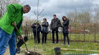 Ein Apfelbaum wird gepflanzt