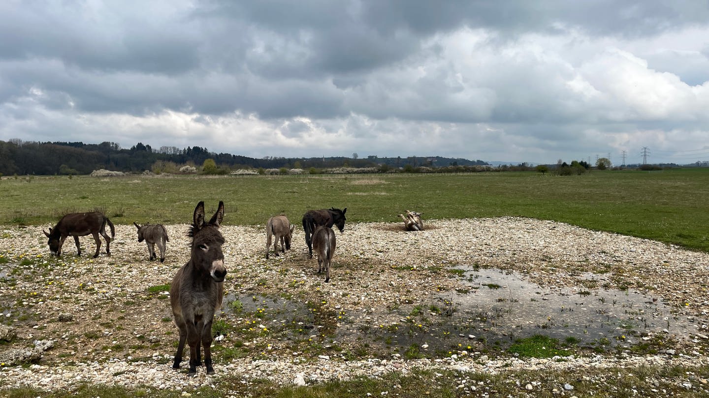 Esel werden auf Weide im Donautal bei Hundersingen gebracht