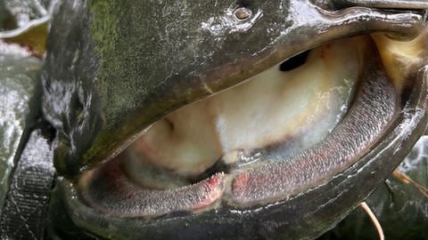 Maul eines Welses aus dem Baggersee Kirchentellinsfurt