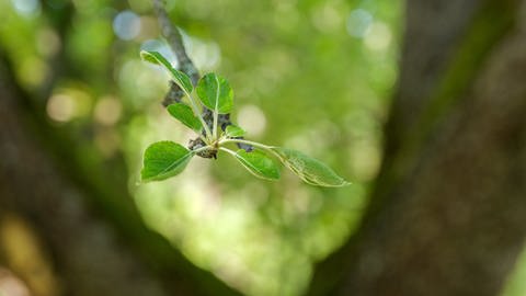 Die Blütenqualität ist wegen der Hitze des vorherigen Sommers schlecht.