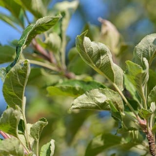 Streuobst und Moschd in Gefahr